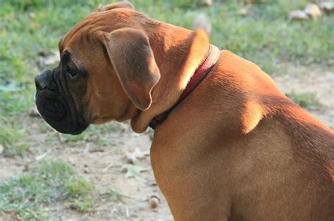 Hunched Back In Dogs: 11 Possible Reasons